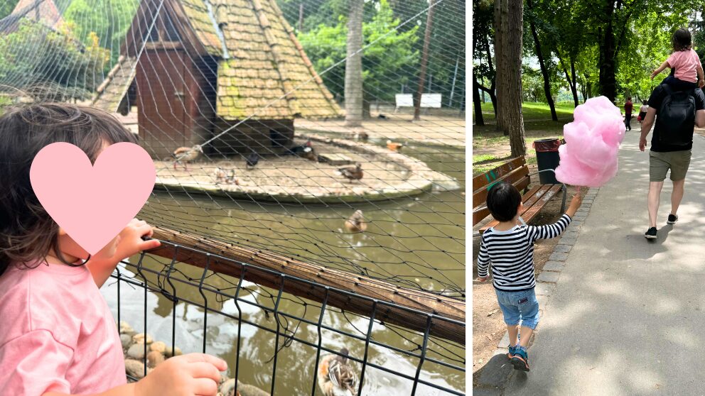 マルギット島のミニ動物園、その近くで販売されているわたあめ