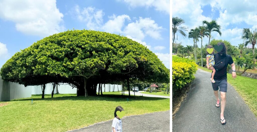 宮古島の東急ホテル＆リゾーツに立つ大きなガジュマルの木