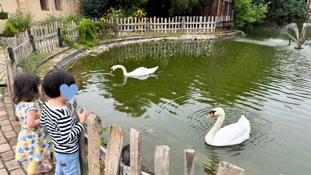 ハンガリーのBikalにあるPuchner kastélyszállóの小さな池と白鳥