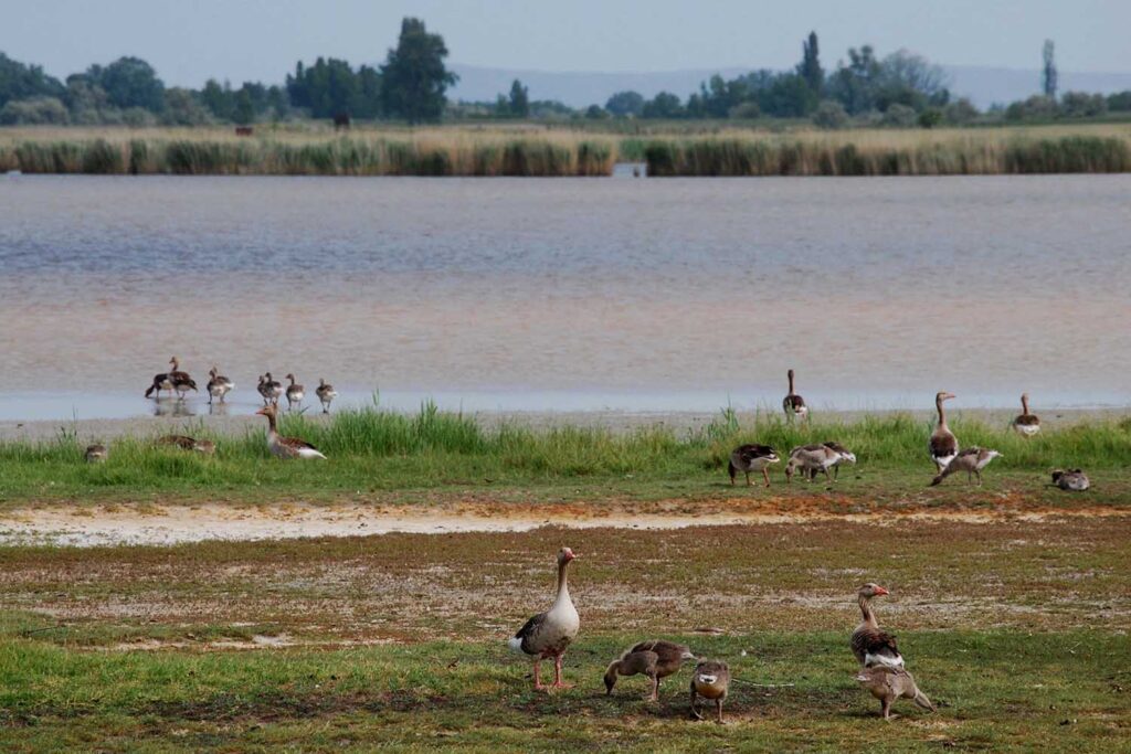 ハンガリーの世界遺産のフェルテー湖でみられる水鳥